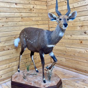 Bushbuck Full Mount Taxidermy