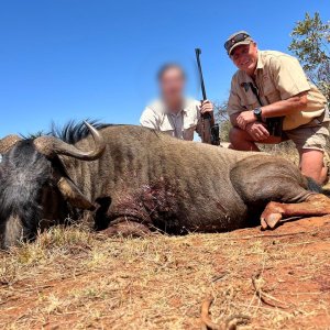 Blue Wildebeest hunt North West Province