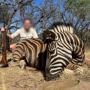 Zebra hunt North West Province