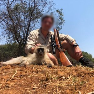 Vervet Monkey Hunt North West Province South Africa