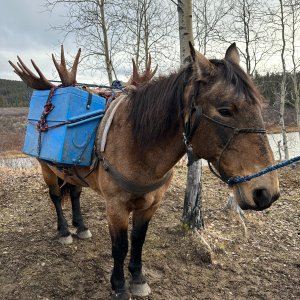 Moose Recovery By Horse Canada