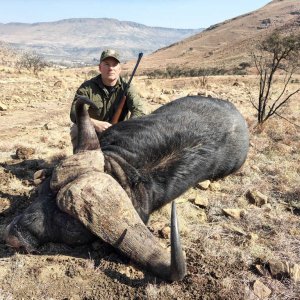 Buffalo Hunt Eastern Cape South Africa