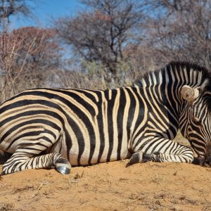 Burchell's Zebra Bow Hunt South Africa