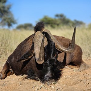 Black Wildebeest Bow Hunt South Africa