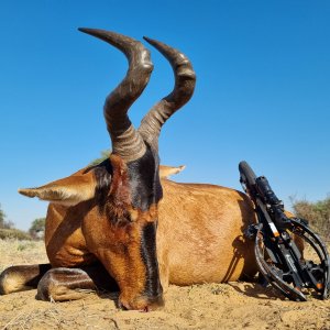 Red Hartebeest Bow Hunt South Africa