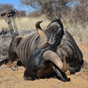 Blue Wildebeest Bow Hunt South Africa