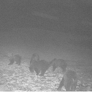 Brown Bear Trail Camera Romania