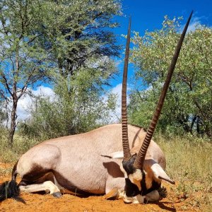 Gemsbok Hunting Kalahari South Africa