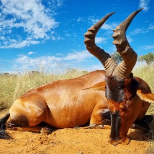 Red Hartebeest Hunting Kalahari South Africa