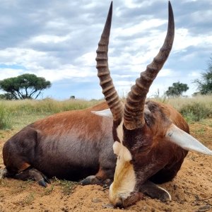 Blesbok Hunting Kalahari South Africa