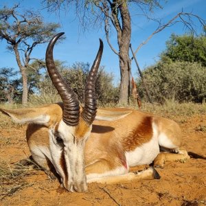 Springbok Hunting Kalahari South Africa