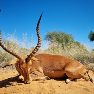 Impala Hunting Kalahari South Africa