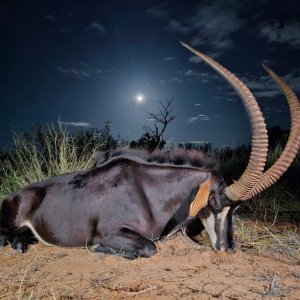 Sable Hunting Kalahari South Africa