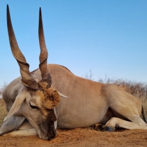 Eland Hunting Kalahari South Africa