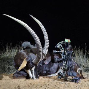 Sable Bow Hunting Kalahari South Africa