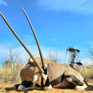 Gemsbok Bow Hunting Kalahari South Africa