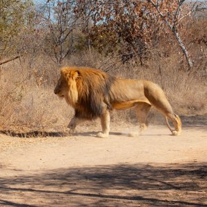 Lion South Africa