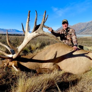 Red Stag Hunt New Zealand