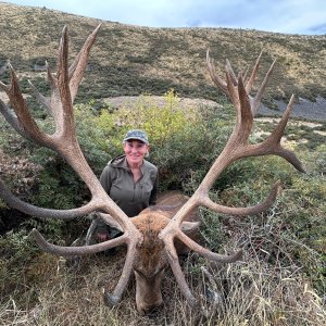 Red Stag Hunt New Zealand