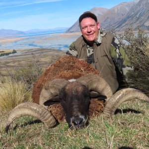 New Zealand Hunt Arapawa Ram