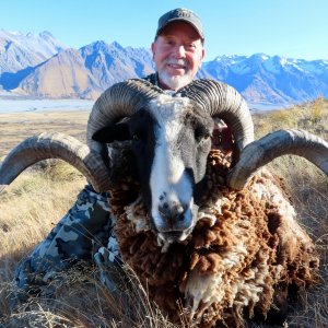 New Zealand Hunt Arapawa Ram