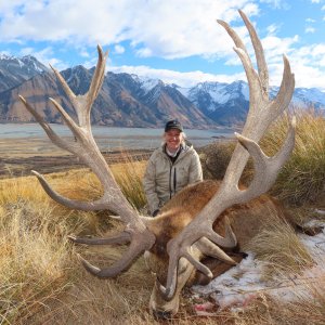 Red Stag Hunt New Zealand