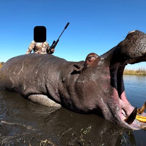 Hippo Hunt Namibia