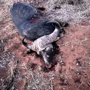 Buffalo Hunt Namibia