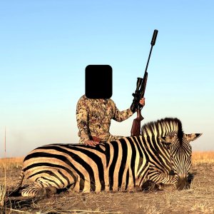 Zebra Hunt Namibia