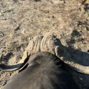 Buffalo Hunting Namibia