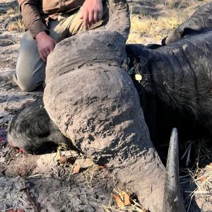 Buffalo Hunting Namibia