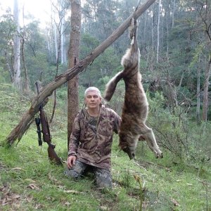 Dingo Hunt Australia