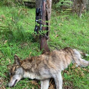 Dingo Hunt Australia