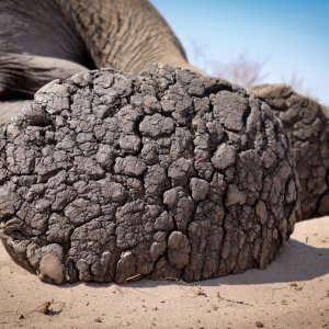 Elephant Foot