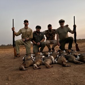 Egyptian Geese Hunt Limpopo South Africa