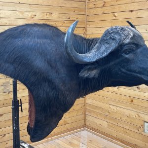 Buffalo Wall Pedestal Mount Taxidermy