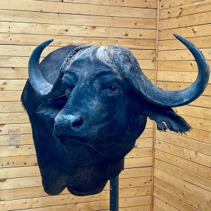 Buffalo Wall Pedestal Mount Taxidermy