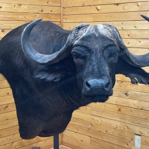 Buffalo Wall Pedestal Mount Taxidermy