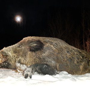 Wild Boar Hunt Romania