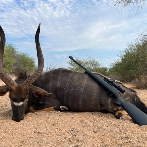 Nyala Hunt South Africa