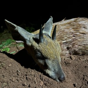 Grysbok Hunt South Africa