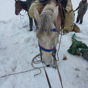 Horse Kazakhstan