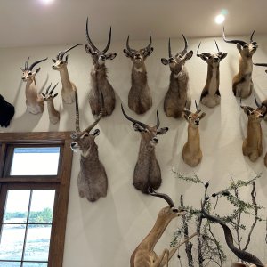 Trophy Room