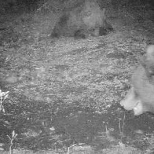 Brown Bear Trail Camera Romania