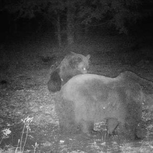 Brown Bear Trail Camera Romania