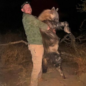 Brown Hyena Hunt South Africa