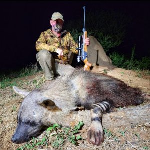 Brown Hyena Hunt South Africa