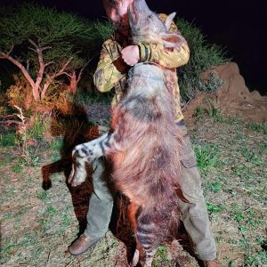 Brown Hyena Hunt South Africa