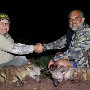 Media 'Aardwolf Hunting' in category 'Hunting Africa'