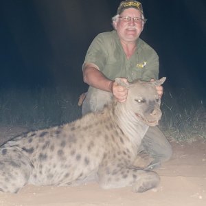 Hunting Spotted Hyena